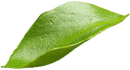 Leaf6